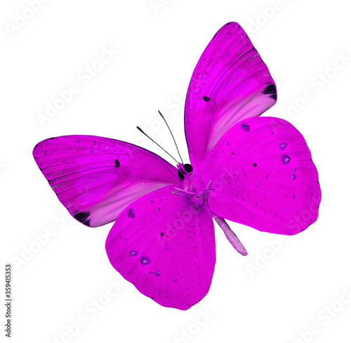 Pink butterfly isolated on white background (yellow orange tip butterfly) © prin79