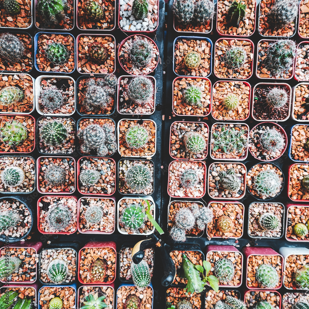 Group of cactus in a pot Group of cactus in a pot