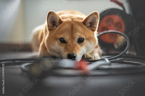 chien dans un chantier