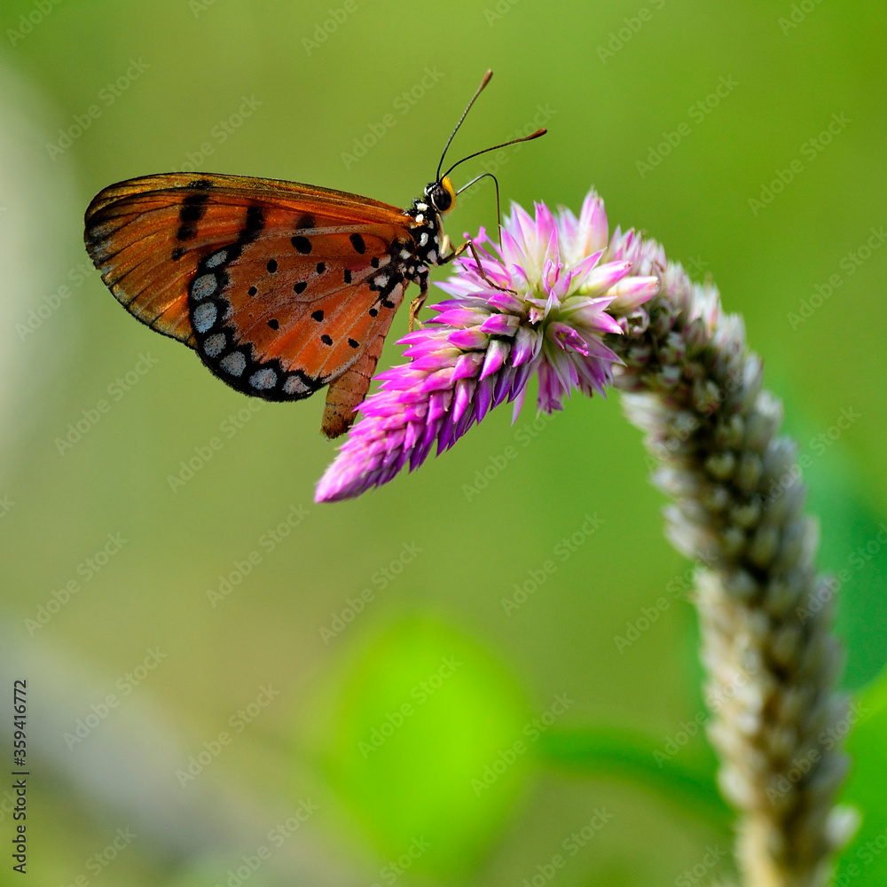 Fototapeta premium Tawny Costner butterfly perching on pink flower, butterfly and flower