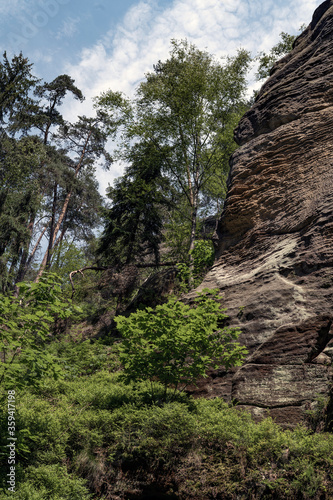 Grüner Märchenwald mit hängenden Gärten auf Sandstein - Felsen, Hängepflanzen, Elbsandsteingebirge - sächsische Schweiz