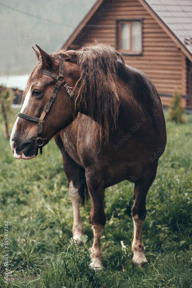 Obraz premium Horse on nature. Portrait of a horse, brown horse
