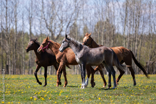 Herd of horses galloping on the pasture