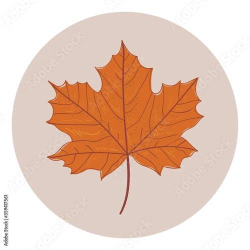 Maple leaf