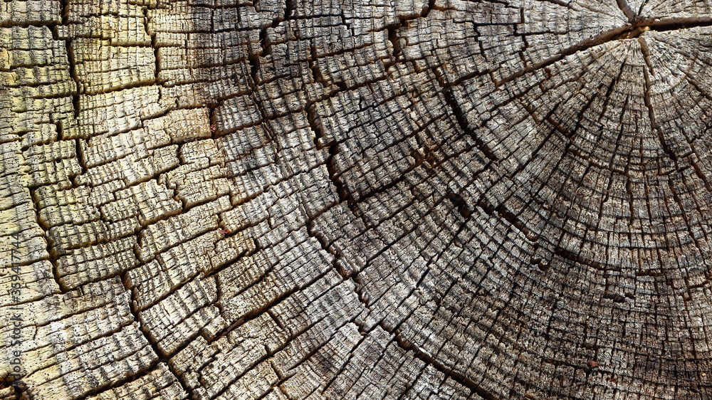 Fototapeta premium Texture and pattern of tree rings on an old tree trunk