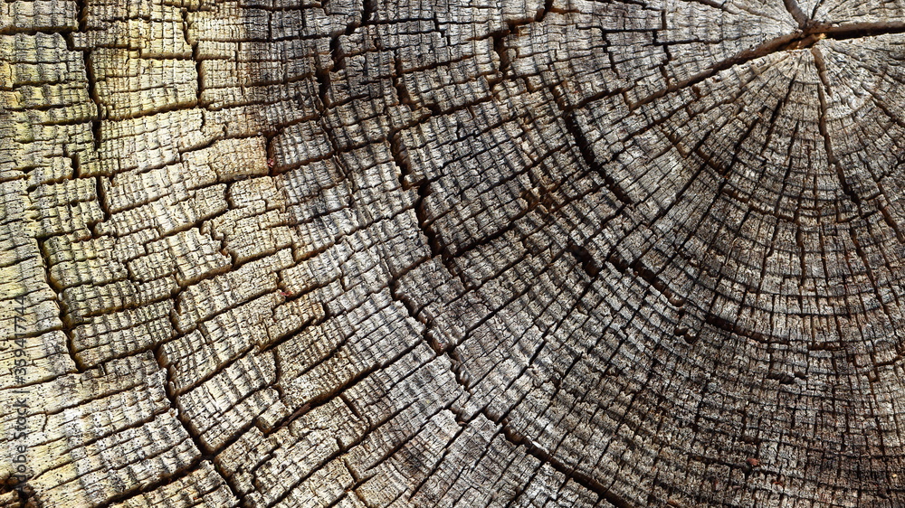 Texture and pattern of tree rings on an old tree trunk