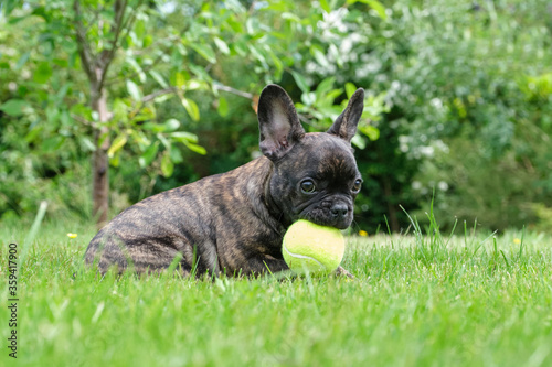 A cute adorable brown and black French Bulldog Dog is lying in the grass with a cute expression in the wrinkled face. with a yellow ball