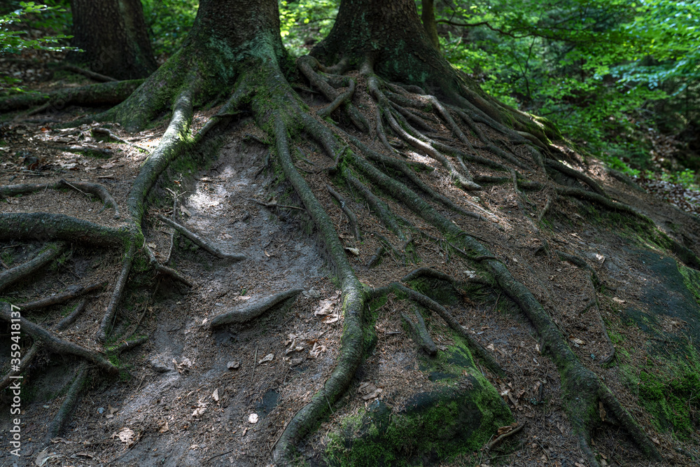 Fototapeta premium Grüner Märchenwald mit hängenden Gärten auf Sandstein - Felsen, Hängepflanzen, Elbsandsteingebirge - sächsische Schweiz