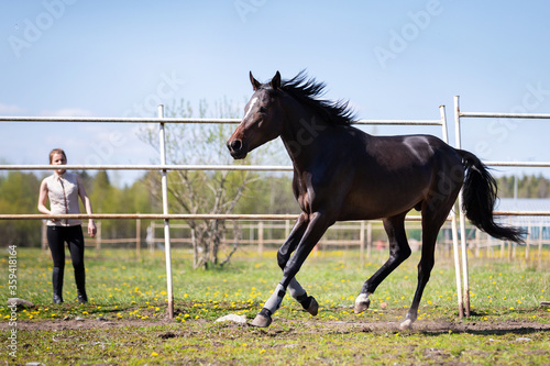 Young chestnut horse galloping on the pasture
