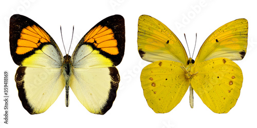 Yellow orange tip butterfly both upper and lower wing profile in natural color isolated on white background