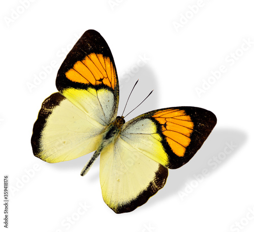 Yellow Orange tip butterfly flying isolated on white background with soft shadow © prin79