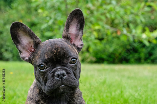 A head of an adorable brown and black brindle French Bulldog Dog, against a natural background