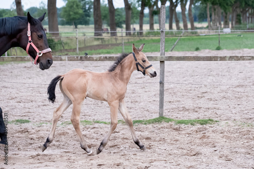 Little yellow foal, trosts next to the mother, one week old, during the day with a countryside landscape