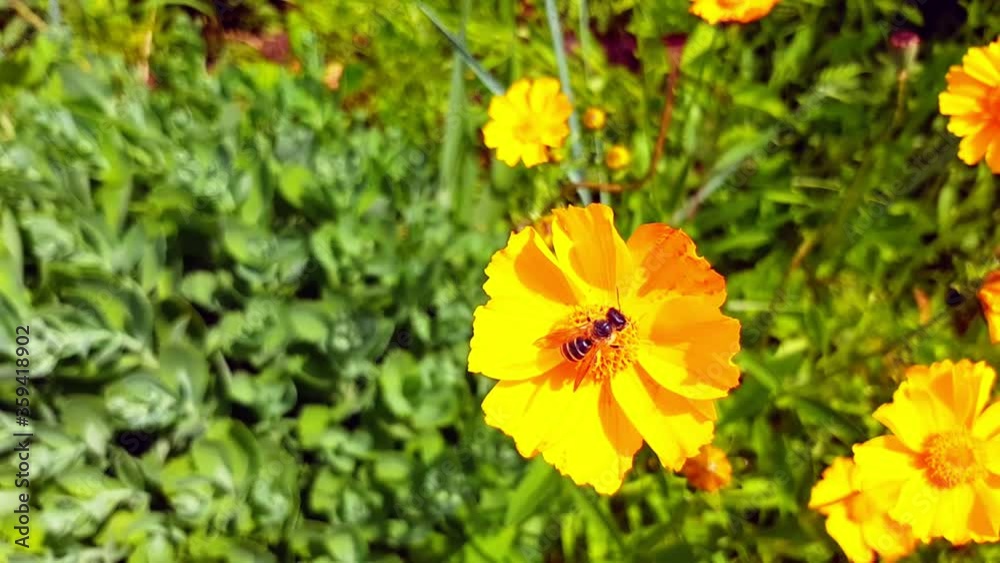 SLOW MOTION. Summer sunny day illuminates a blooming field of flowers. Scenic view of the endless aromatic fields of flowers. Bee SLOW MOTION. Summer sunny day illuminates a blooming field of flowers. Scenic view of the endless aromatic fields of flowers. Bee