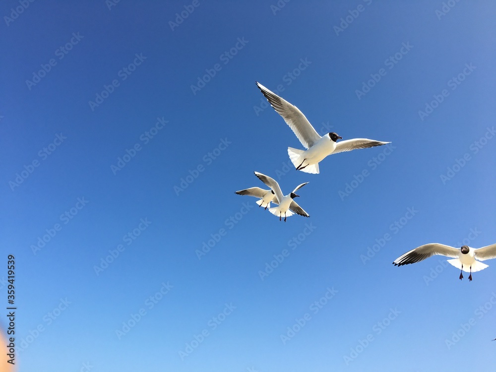 Obraz premium Möwen