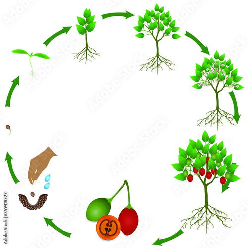 Life cycle of tamarillo plant on a white background.