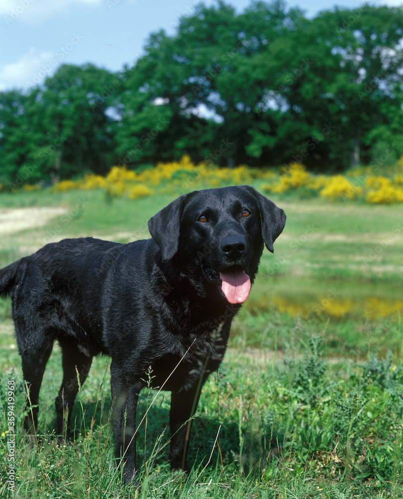 LABRADOR