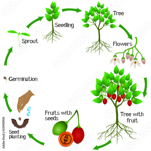 A growth cycle of tamarillo plant on a white background.