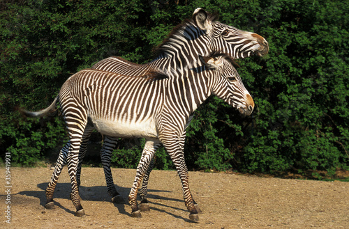 ZEBRE DE GREVY equus grevyi photo