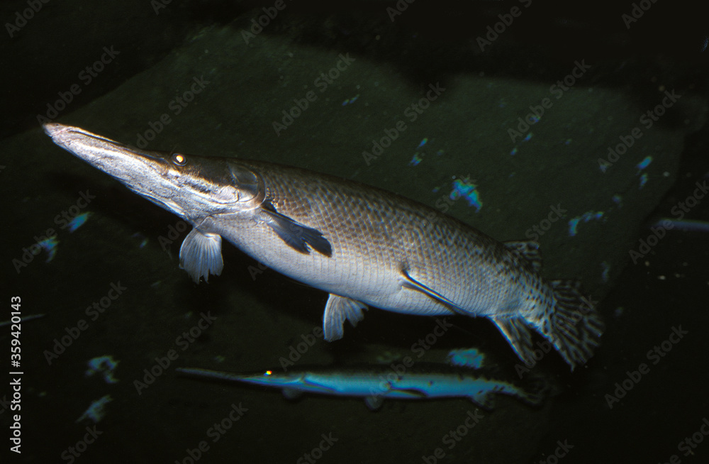 66 Best Alligator Gar Images Stock Photos Vectors Adobe Stock