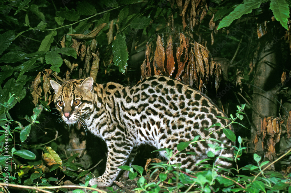 OCELOT leopardus pardalis OCELOT leopardus pardalis