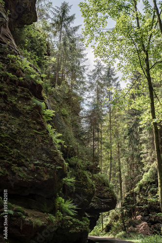 Gr  ner M  rchenwald mit h  ngenden G  rten auf Sandstein - Felsen  H  ngepflanzen  Elbsandsteingebirge - s  chsische Schweiz