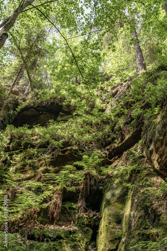 Grüner Märchenwald mit hängenden Gärten auf Sandstein - Felsen, Hängepflanzen, Elbsandsteingebirge - sächsische Schweiz © formgefuege