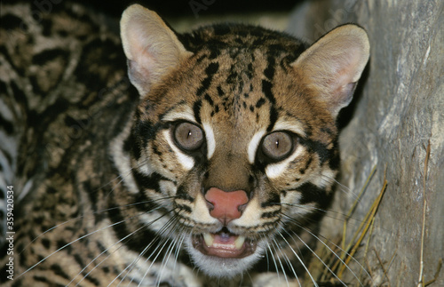 OCELOT leopardus pardalis
