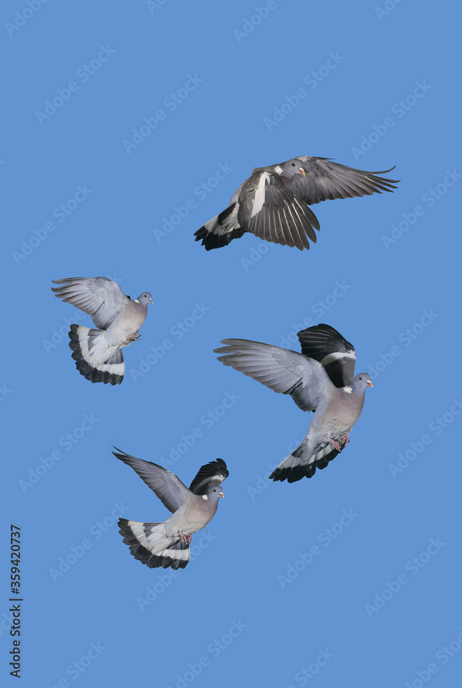 Fototapeta premium PIGEON RAMIER columba palumbus