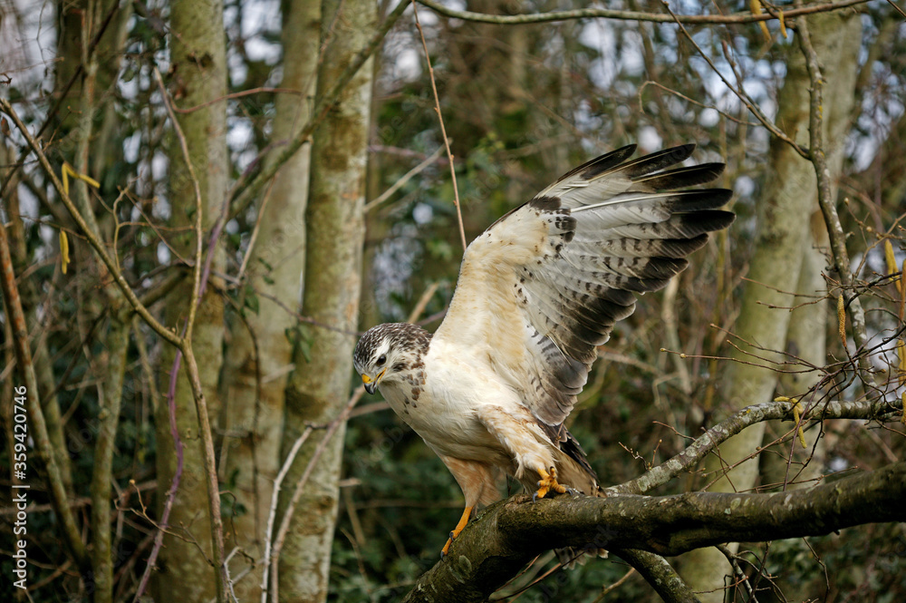 Fototapeta premium BUSE VARIABLE buteo buteo