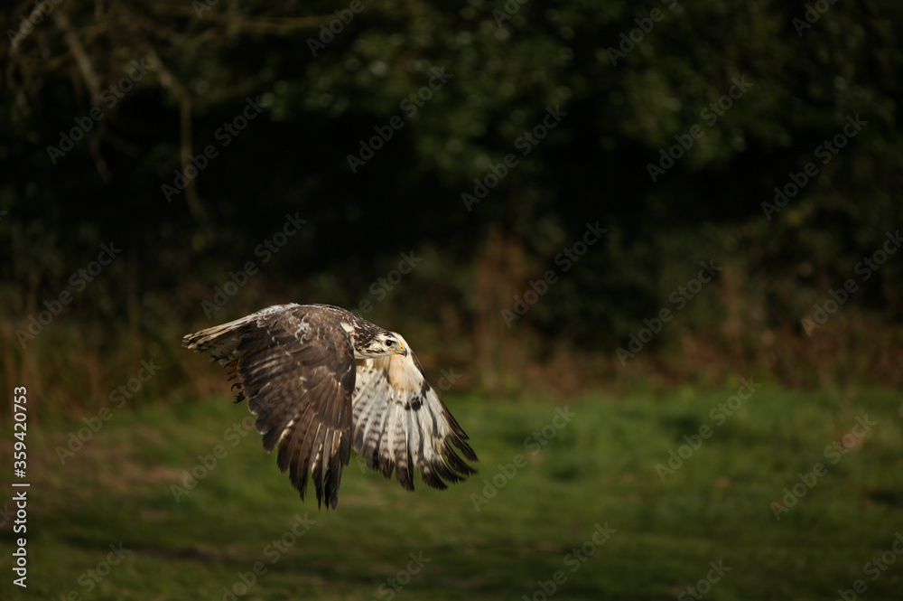 Obraz premium BUSE VARIABLE buteo buteo