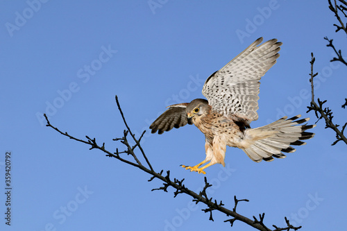 FAUCON CRECERELLE falco tinnunculus