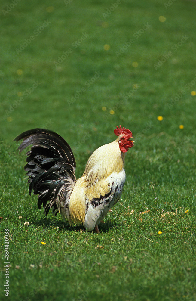 Fototapeta premium COQ