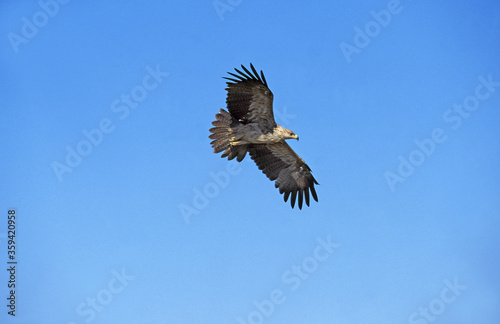 AIGLE RAVISSEUR aquila rapax