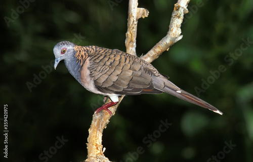 GEOPELIE A NUQUE ROUSSE geopelia humeralis photo