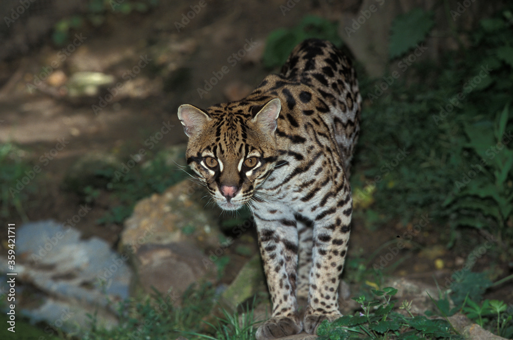 OCELOT leopardus pardalis OCELOT leopardus pardalis