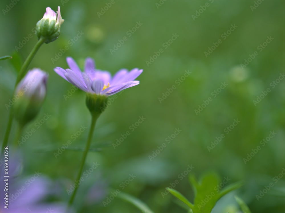 Closeup purple little daisy flowers plants in garden with green blurred background ,macro image ,sweet color for card design ,soft focus Closeup purple little daisy flowers plants in garden with green blurred background ,macro image ,sweet color for card design ,soft focus