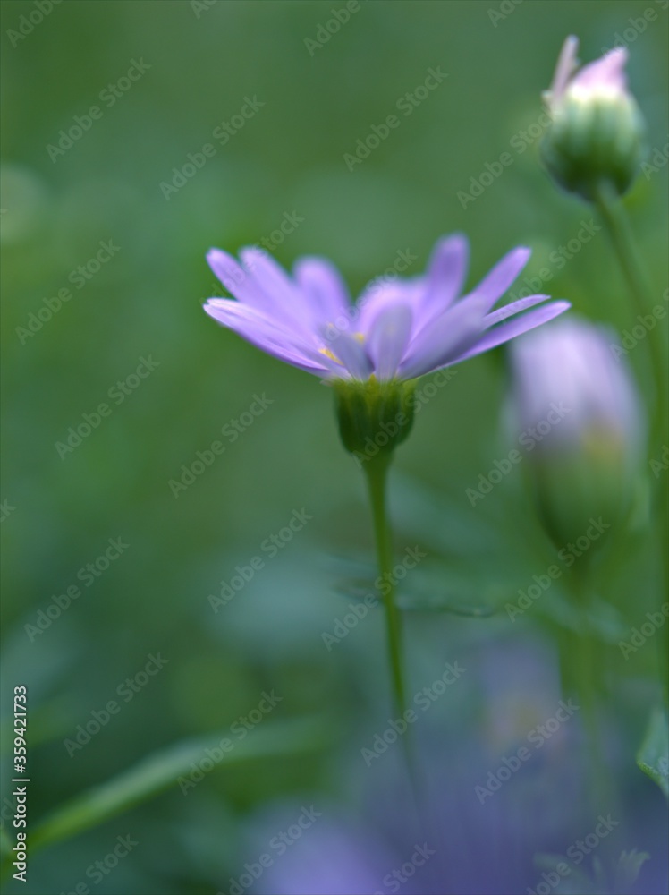 Closeup purple little daisy flowers plants in garden with green blurred background ,macro image ,sweet color for card design ,soft focus Closeup purple little daisy flowers plants in garden with green blurred background ,macro image ,sweet color for card design ,soft focus