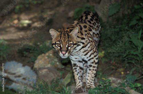 OCELOT leopardus pardalis © slowmotiongli