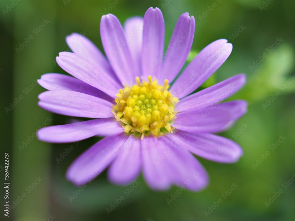 Closeup purple petals of little daisy flowers in garden with blurred background ,macro image ,sweet color for card design ,soft focus Closeup purple petals of little daisy flowers in garden with blurred background ,macro image ,sweet color for card design ,soft focus
