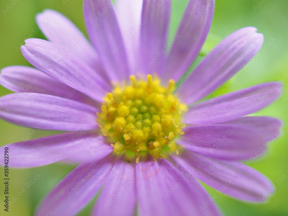 Closeup purple petals of little daisy flowers in garden with blurred background ,macro image ,sweet color for card design ,soft focus Closeup purple petals of little daisy flowers in garden with blurred background ,macro image ,sweet color for card design ,soft focus