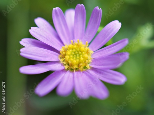Closeup purple petals of little daisy flowers in garden with blurred background ,macro image ,sweet color for card design ,soft focus