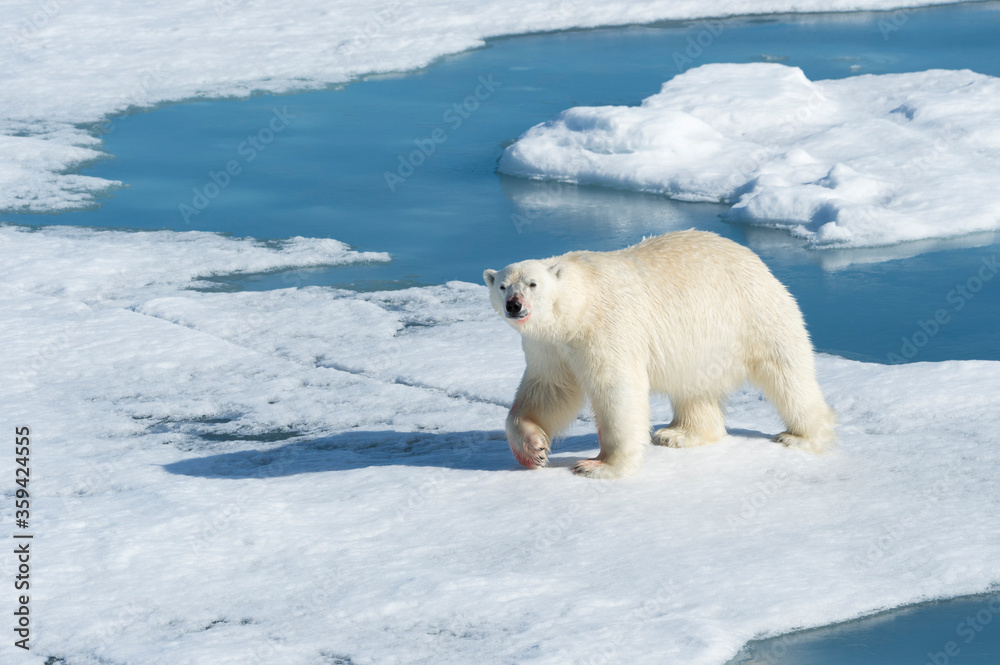 Male Polar Bear (Ursus maritimus) walking on the pack ice, Spitsbergen Island, Svalbard archipelago, Norway, Europe Male Polar Bear (Ursus maritimus) walking on the pack ice, Spitsbergen Island, Svalbard archipelago, Norway, Europe