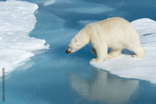 Male Polar Bear (Ursus maritimus) with blood on his nose and leg starrting to jump over ice floes and blue water, Spitsbergen Island, Svalbard archipelago, Norway, Europe