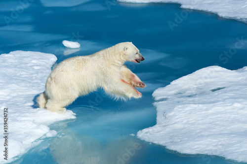 Male Polar Bear (Ursus maritimus) with blood on his nose and leg jumping over ice floes and blue water, Spitsbergen Island, Svalbard archipelago, Norway, Europe photo