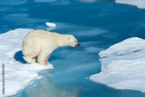 Φωτογραφία Male Polar Bear (Ursus maritimus) with blood on his nose and leg strating to jum