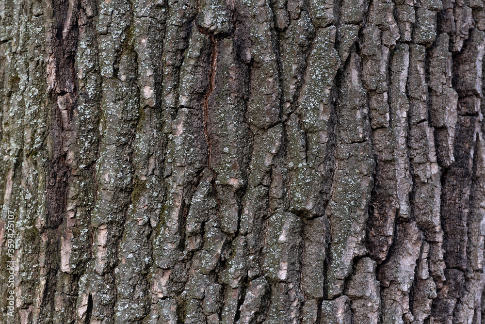 Tree bark close up. Abstract background. Rough textured surface Tree bark close up. Abstract background. Rough textured surface