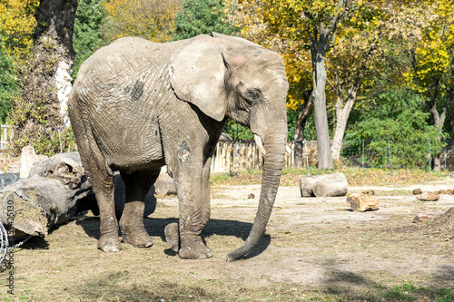 Elephant on the catwalk. Warsaw Zoo. Sunny day in the zoo. African wild animals.