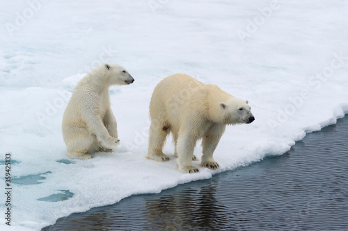 Mother polar bear  Ursus maritimus  with a cub on the edge of a melting ice floe  Spitsbergen Island  Svalbard archipelago  Norway  Europe