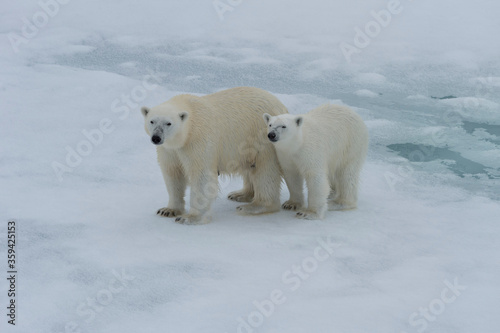 Mother polar bear (Ursus maritimus) walking with a cub on a melting ice floe, Spitsbergen Island, Svalbard archipelago, Norway, Europe